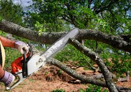 Best Lawn Grading and Leveling  in Grifton, NC